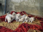 GOLDEN RETRIEVER - mejor precio | unprecio.es