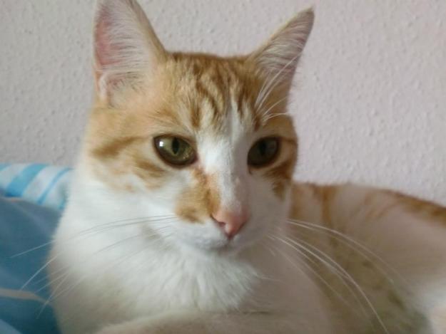 Precioso gato rubio y encantador busca una familia