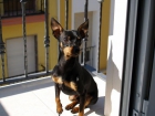 Precioso pinscher miniatura busca novia - mejor precio | unprecio.es