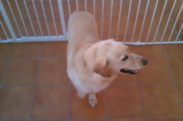 Regalo perro