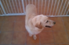 Regalo perro - mejor precio | unprecio.es