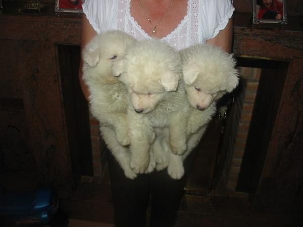 Samoyedos,bolitas de nieve,cachorros.