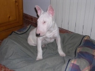 Se vende cachorro Bull Terrier - mejor precio | unprecio.es