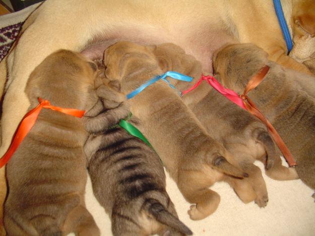 se venden sharpei