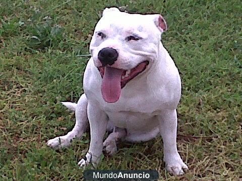 staffys(stafforshire bull terrier)