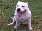 staffys(stafforshire bull terrier) - mejor precio | unprecio.es
