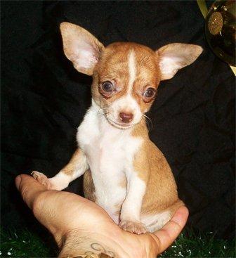 Tenemos chihuahuas toys para regalo de reyes. NO LO DUDES!! - Barcelona