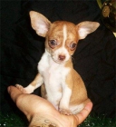 Tenemos chihuahuas toys para regalo de reyes. NO LO DUDES!! - Barcelona - mejor precio | unprecio.es