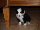 Vendo Border Collie, Af: Del Reino de Alba. Murcia - mejor precio | unprecio.es