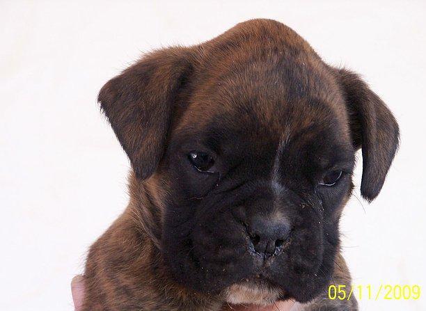Vendo excelentes cachorras boxer