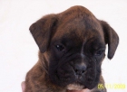 Vendo excelentes cachorras boxer - mejor precio | unprecio.es