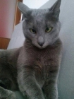 Xica, gata azul ruso, busca hogar con jardín seguro - mejor precio | unprecio.es