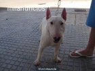 bull terrier 1 año se vende o se cambia - mejor precio | unprecio.es
