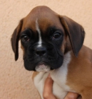 cachorro dorados de boxer excelente pedigree - mejor precio | unprecio.es