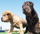 Camada de Shar-Pei,espectaculares cachorros - mejor precio | unprecio.es