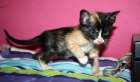 CARLOTA. PRECIOSA TRICOLOR DE 6 SEMANAS EN ADOPCIÓN. VALENCIA. - mejor precio | unprecio.es