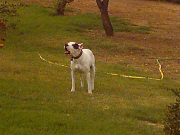 dogos argentinos