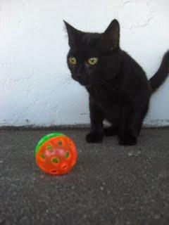 Gato negrito precioso, 6 meses, en adopción