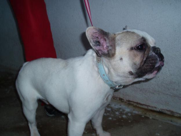 GRAN OPORTUNIDAD BULLDOG FRANCES