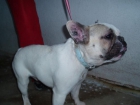 GRAN OPORTUNIDAD BULLDOG FRANCES - mejor precio | unprecio.es
