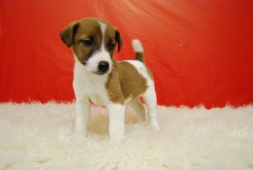 JACK RUSSELL DE PATA CORTA Y PELO CORTO CON PEDIGREE