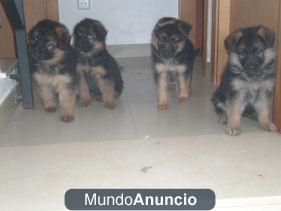 Se Venden Pastores Alemanes