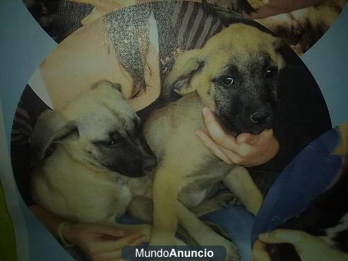 urge acogida temporal u adopcion a 3 cachorros pastor aleman