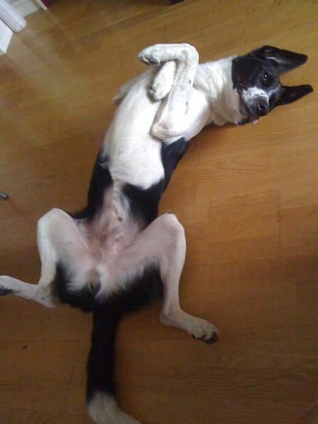 URGENTE. Regalo mezcla de border collie/dálmata (precioso)