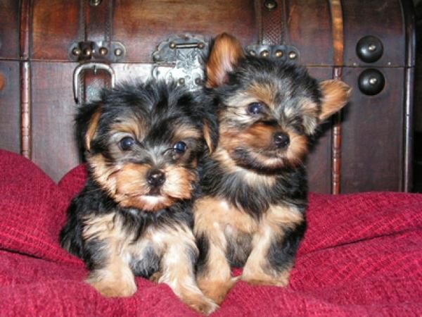 Yorkshire Terrier Toy Cachorros ( Mini) 150