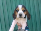 beagle tricolor de pura raza - mejor precio | unprecio.es