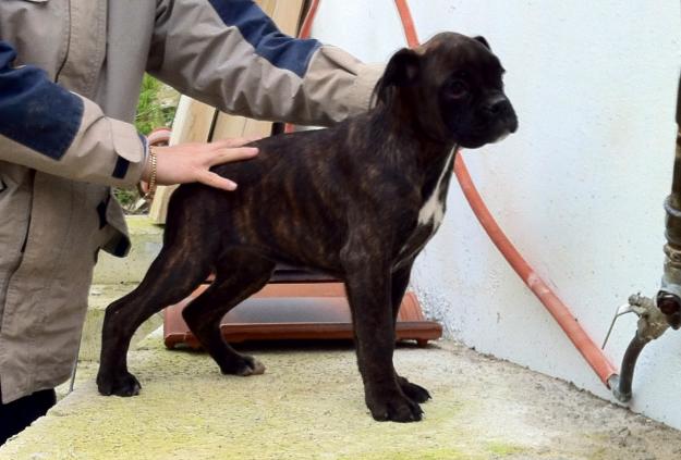 boxer nietos de ferrari de las arillas