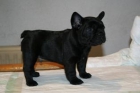Bulldog frances 2 meses, maxima calidad, excelente precio.Excelentes cachorros - mejor precio | unprecio.es