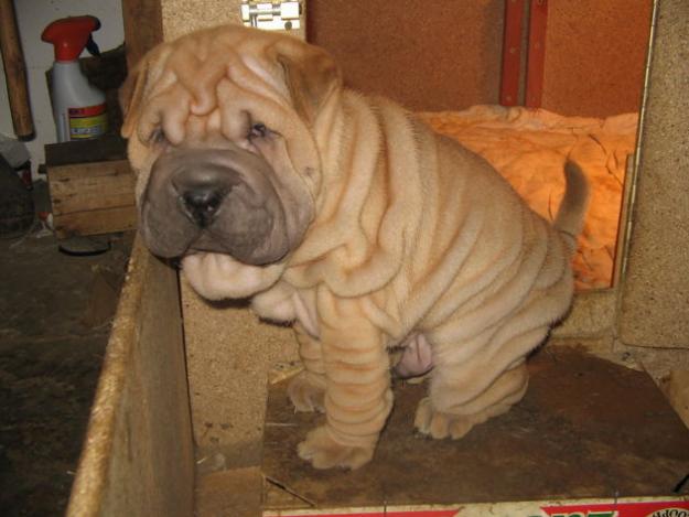 Cachorros de Shar-pei