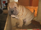 Cachorros de Shar-pei - mejor precio | unprecio.es