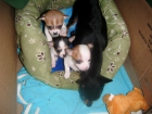 chihuahua macho - mejor precio | unprecio.es