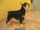 Excelente schnauzer mini para montas - mejor precio | unprecio.es
