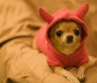 Quiero adoptar un cachorro de tamaño pequeño que sea de ALBACETE - mejor precio | unprecio.es