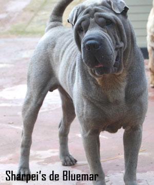 SHAR PEI AZUL DISPONIBLE PARA MONTA