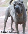 SHAR PEI AZUL DISPONIBLE PARA MONTA - mejor precio | unprecio.es