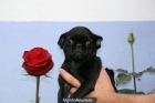 vendo cachorra de carlino - mejor precio | unprecio.es