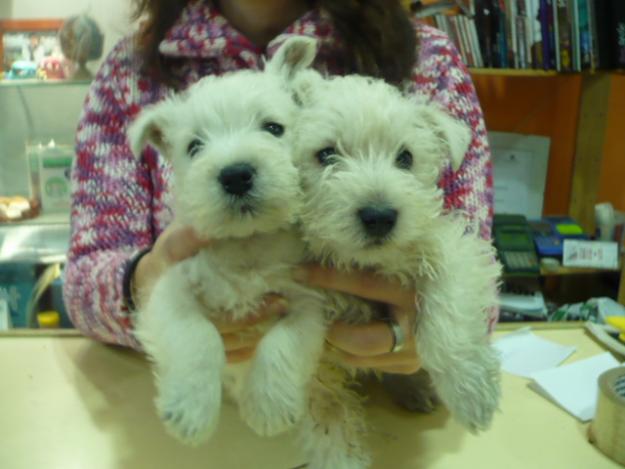 westis con dos meses