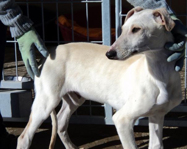 Adopción o acogida para galgo cachorro de 5 meses, está en la perrera!!