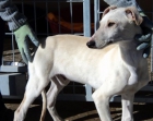 Adopción o acogida para galgo cachorro de 5 meses, está en la perrera!! - mejor precio | unprecio.es