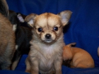 CHIHUAHUAS - mejor precio | unprecio.es