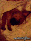 COMPRO UNA NOVIA CHIHUAHUA - mejor precio | unprecio.es