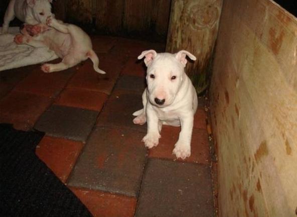 Excelentes cachorros de bull terrier disponibles para toda España