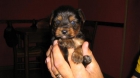 YORKSHIRE TERRIER - mejor precio | unprecio.es