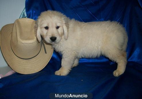 Busco cachorro (hembra) de Labrador o golden retiever ( de 1 a 3meses) Vivo en alicante en el centro