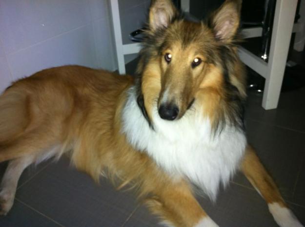 Busco una perrita raza Rouge Collie para cruzar a mi perro.