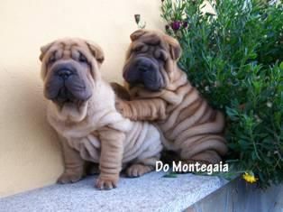 cachorros de shar pei